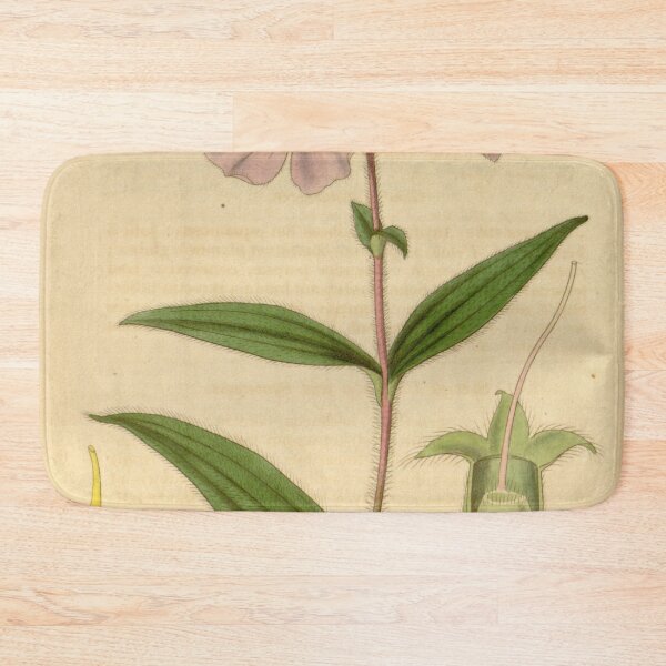 Item preview, Chaetogastra gracilis 63 3481 designed and sold by EsotericBotanic.