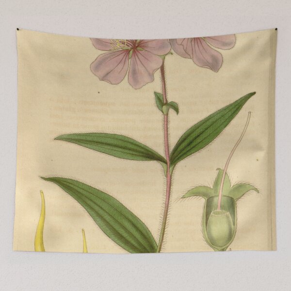 Item preview, Chaetogastra gracilis 63 3481 designed and sold by EsotericBotanic.