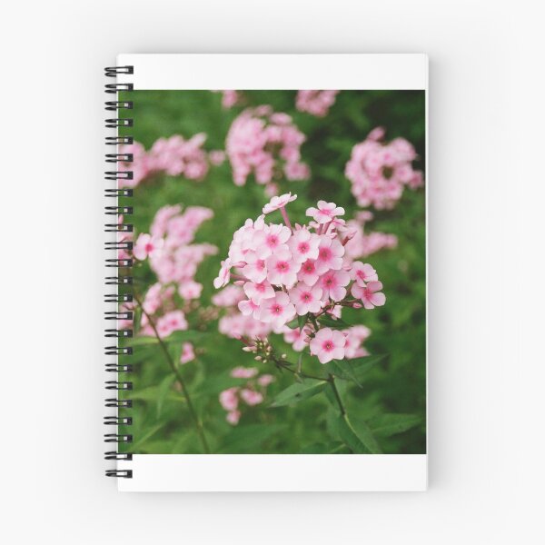 Item preview, pink garden phlox in YRBP 2 designed and sold by morganowens.