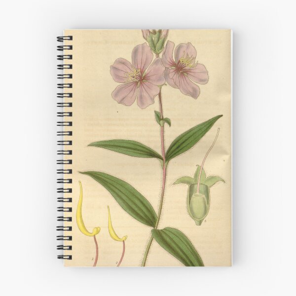 Item preview, Chaetogastra gracilis 63 3481 designed and sold by EsotericBotanic.