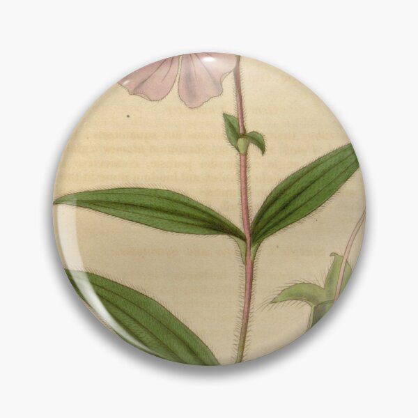 Item preview, Chaetogastra gracilis 63 3481 designed and sold by EsotericBotanic.