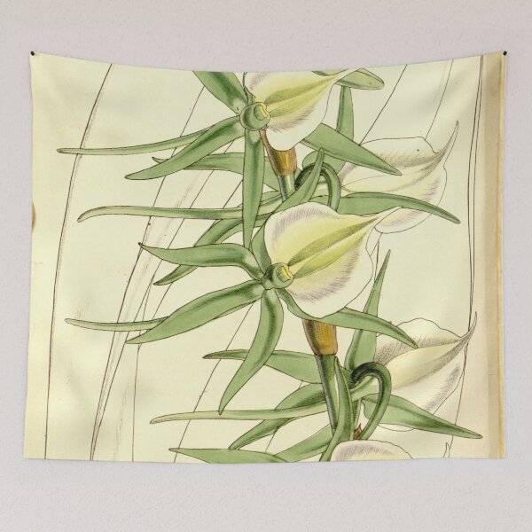 Item preview, Angraecum eburneum (as Angraecum eburneum var. virens) Curtis' 86 (Ser. 3 no. 16) pl. 5170 (1860) designed and sold by EsotericBotanic.