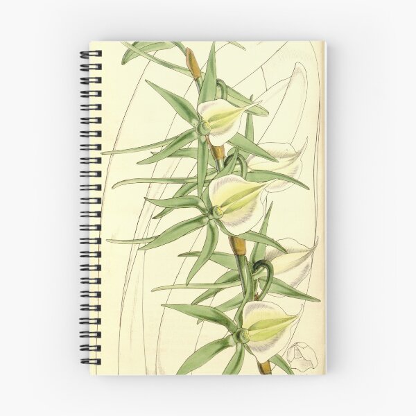 Item preview, Angraecum eburneum (as Angraecum eburneum var. virens) Curtis' 86 (Ser. 3 no. 16) pl. 5170 (1860) designed and sold by EsotericBotanic.