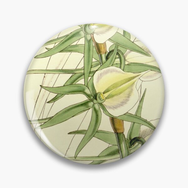 Item preview, Angraecum eburneum (as Angraecum eburneum var. virens) Curtis' 86 (Ser. 3 no. 16) pl. 5170 (1860) designed and sold by EsotericBotanic.