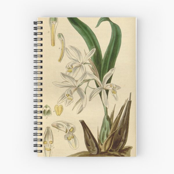 Item preview, Coelogyne punctulata f. punctulata (as Coelogyne ocellata) Curtis' 66 (N.S. 13) pl. 3767 (1840) designed and sold by EsotericBotanic.
