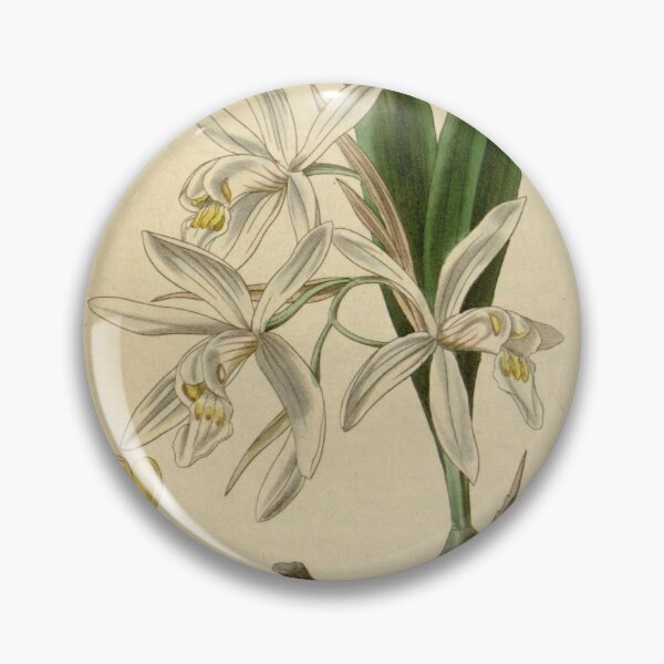 Item preview, Coelogyne punctulata f. punctulata (as Coelogyne ocellata) Curtis' 66 (N.S. 13) pl. 3767 (1840) designed and sold by EsotericBotanic.