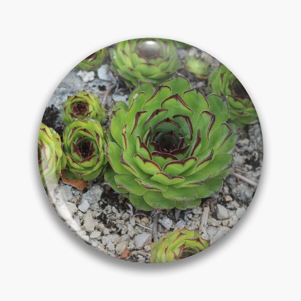 Item preview, Houseleek designed and sold by SweepingShadows.