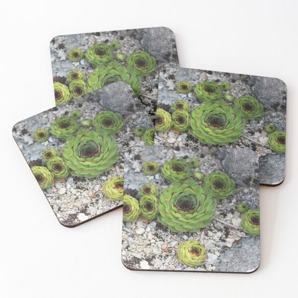 Item preview, Houseleek designed and sold by SweepingShadows.