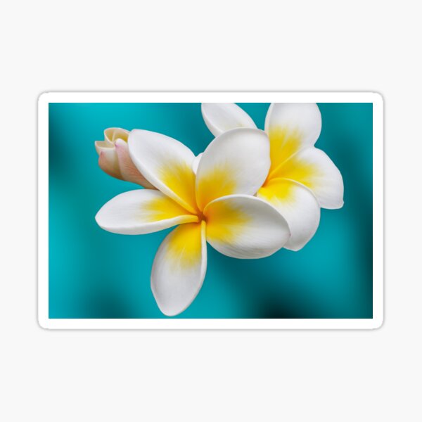 Item preview, Frangipani designed and sold by NaturallyArt.