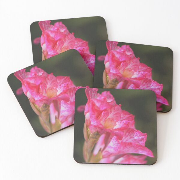Artikelvorschau, Gladiolen Cantate Pink im Profil entworfen und verkauft von Joy Watson - Natural Light Photography .