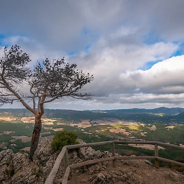 Artwork thumbnail, Observation Point Lone Tree 1 by Ralph Goldsmith