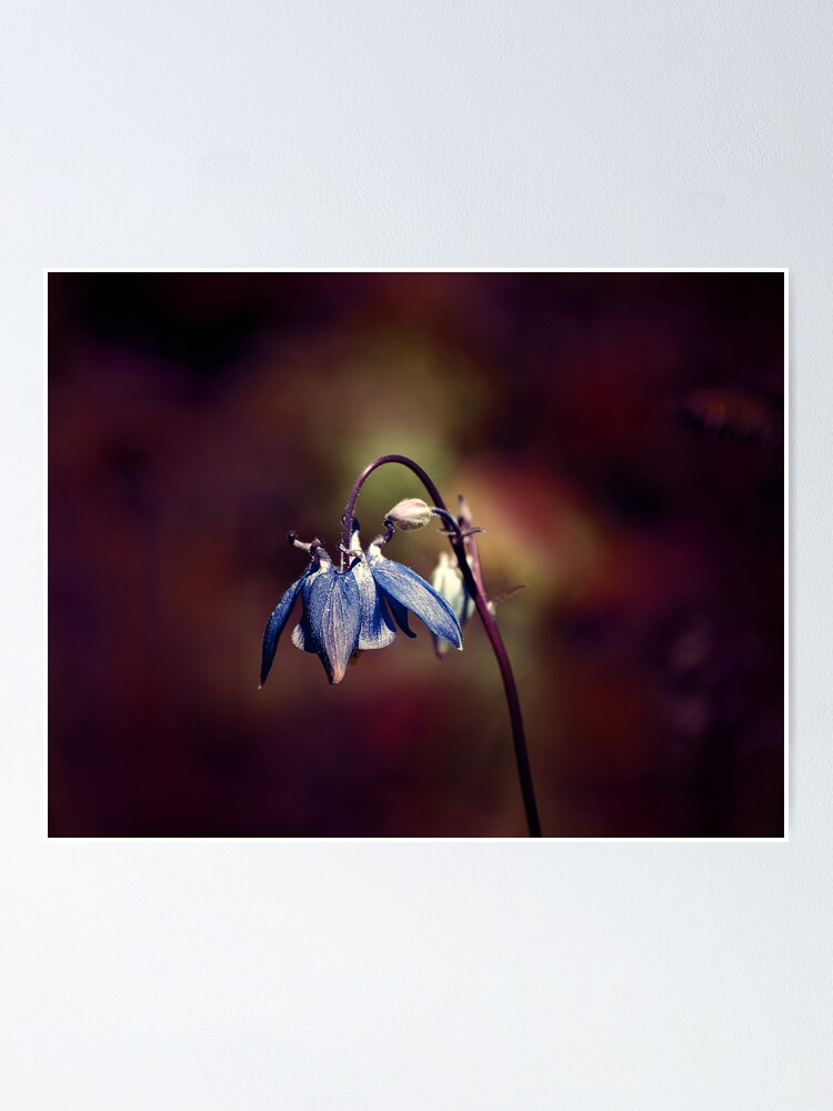 Thumbnail 2 of 3, Poster, Dancing Blossoms: Captivating Nature's Grace in Full Bloom designed and sold by Tonny Frøyen.