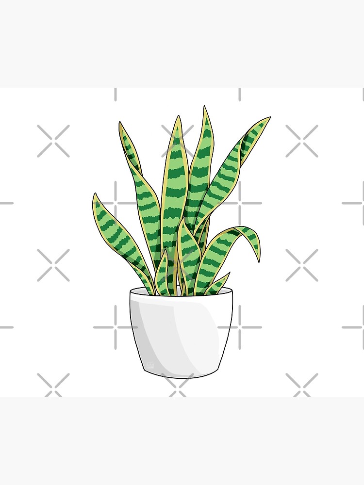 Mother In Law's Tongue Snake Plant Sketch