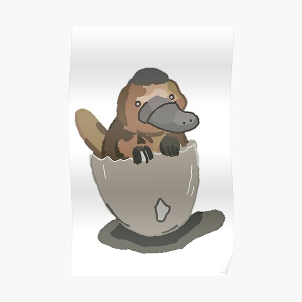 Baby Platypus Posters Redbubble