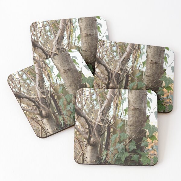Item preview, Ivy on plum tree in the urban garden designed and sold by wineandwords.