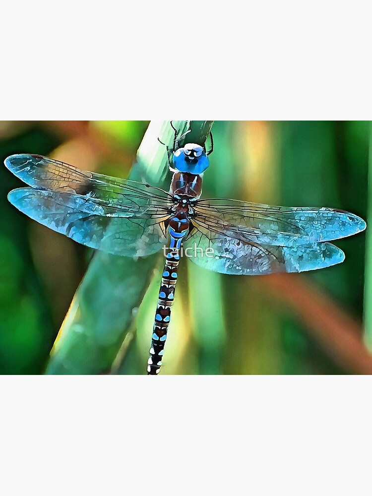 Fantasy Dragonfly In Turquoise and Black by taiche