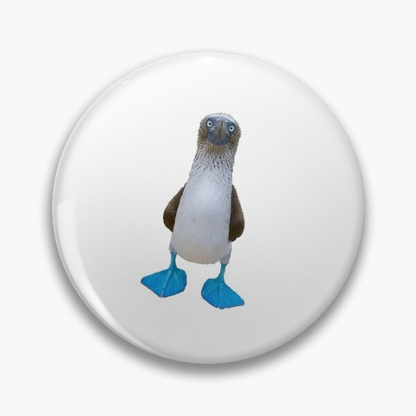 Item preview, Blue foot penguin photo designed and sold by Nostrathomas66.