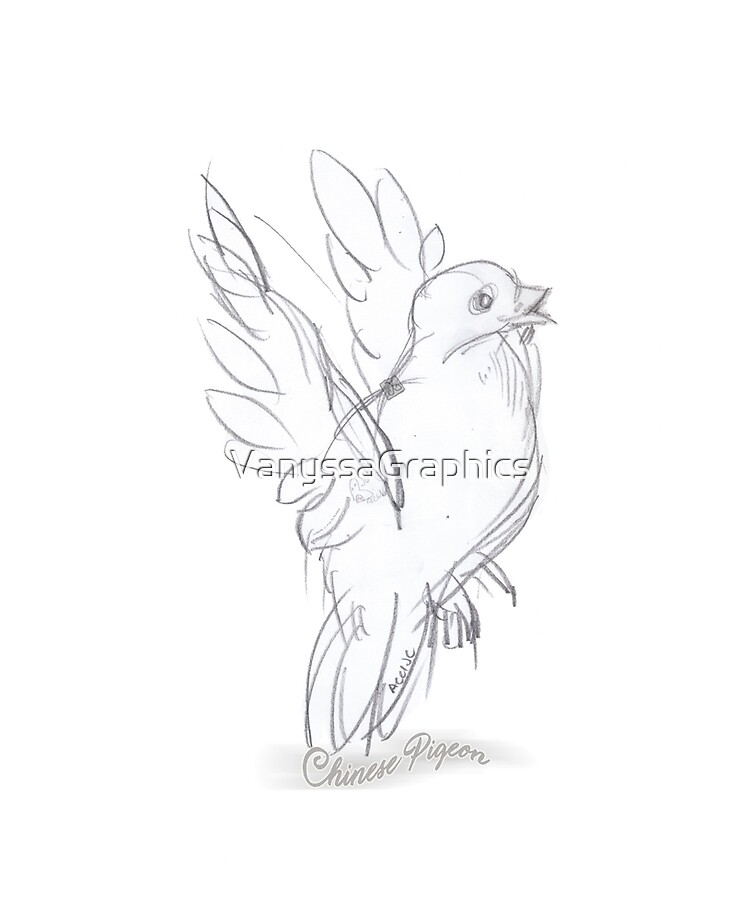 Adam Drexler Art - Pigeon • • • #ink #drawing #inkdrawing #art #artist  #artwork #creative #creativity #pigeon #bird #pencildrawing #pencil #sketch  #sketches #black #pen #drawing #pendrawing #feather #animal #color #study  #portrait #illustration #