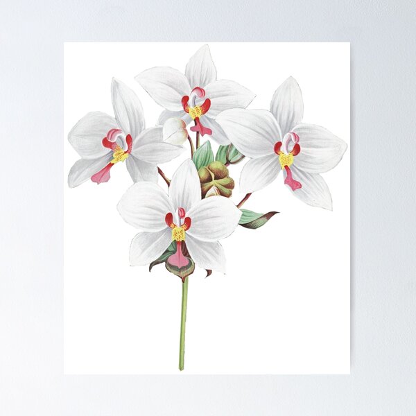 Item preview, FF - Vintage - Flower-Orchid designed and sold by imageresource.