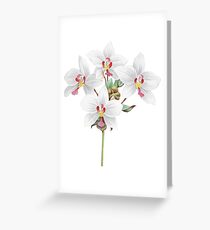 FF - Vintage - Flower-Orchid Greeting Card