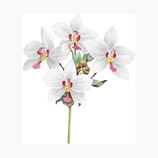 Item preview, FF - Vintage - Flower-Orchid designed and sold by imageresource.