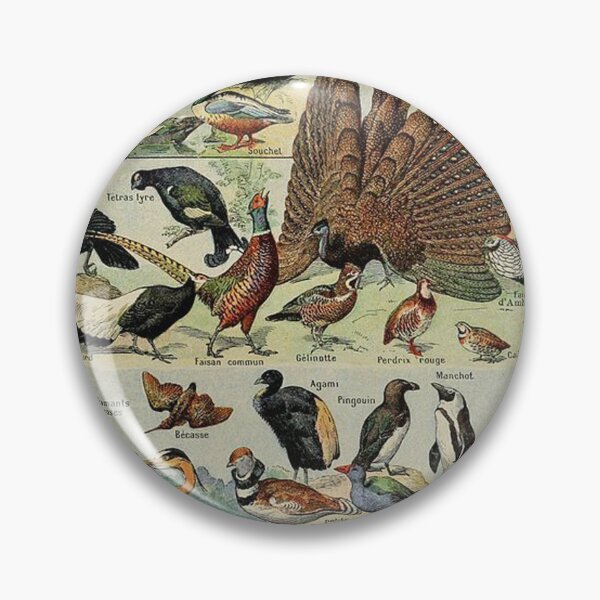 Item preview, Species of birds chart poster art - Adolphe Millot  designed and sold by Vintage Designs +.