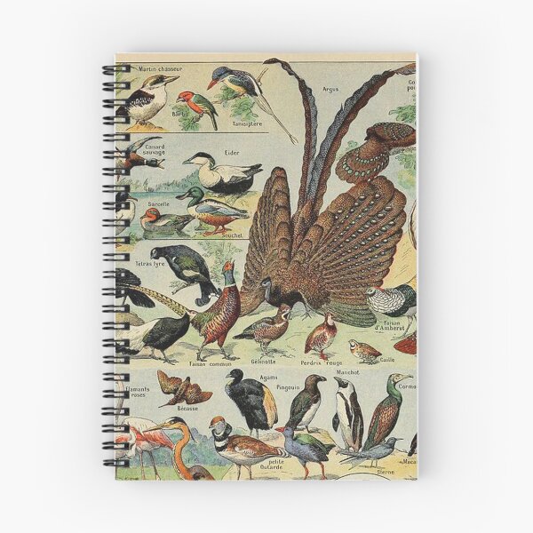 Item preview, Species of birds chart poster art - Adolphe Millot  designed and sold by Vintage Designs +.