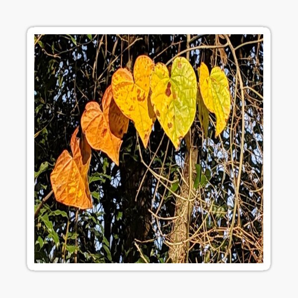 Hearts in Nature Sticker