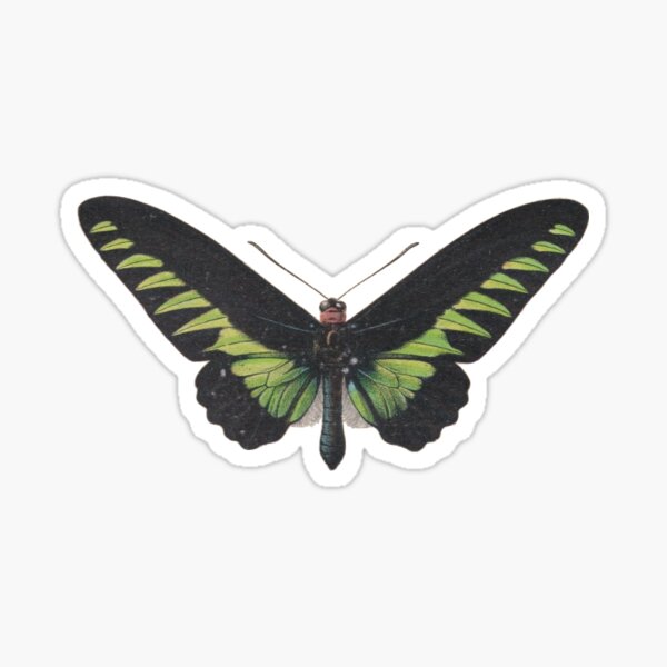 Item preview, trogonoptera brookiana (rajah brooke’s birdwing) designed and sold by cottagefrog.