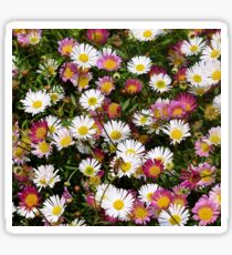 Candy Coloured Daisies Sticker