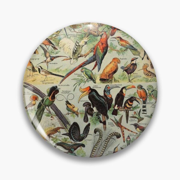Item preview,  Species of birds chart poster art - Adolphe Millot  designed and sold by Vintage Designs +.