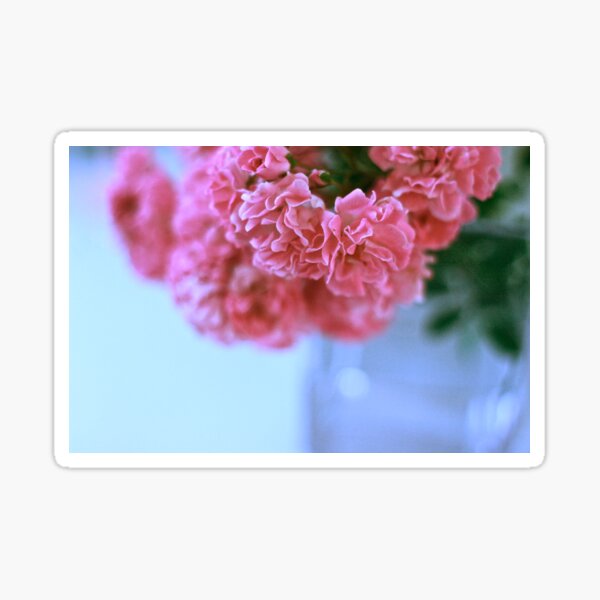 Pretty Pink Roses Sticker For Sale By Shelma1 Redbubble 0401