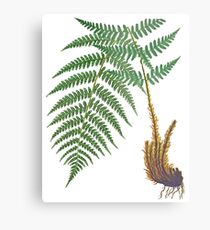 Vintage - TIR-Fern Metal Print
