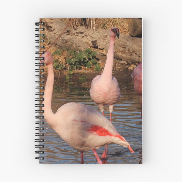 Item preview, Beauty lesser flamingos. designed and sold by Lan thi Nguyen.