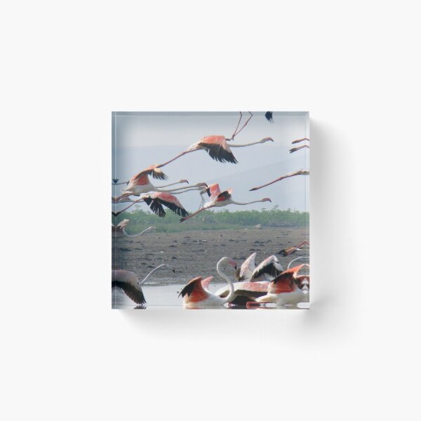 Item preview, Wonderful herd lesser flamingo. designed and sold by Lan thi Nguyen.