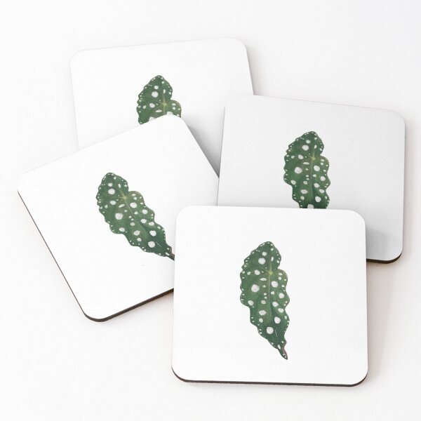 Item preview, Begonia Maculata designed and sold by plantwithhan.