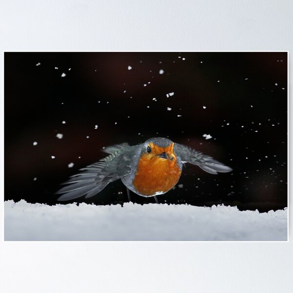 Item preview, Robin amongst the snow designed and sold by Martin Lawrence.