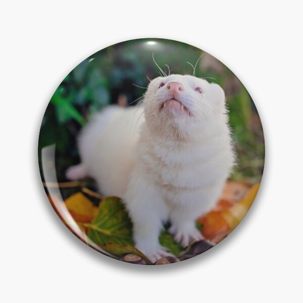 Aperçu de l'œuvre Furet albinos Migaloo Automne créée et vendue par PurpleBluesPets.