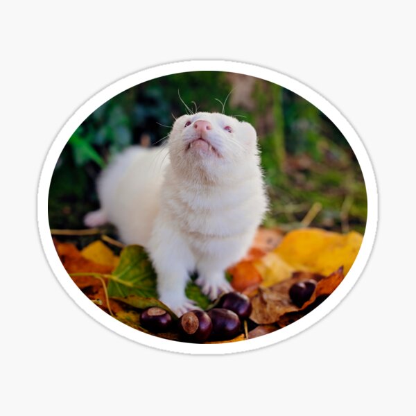 Albino Ferret Migaloo Autumn Sticker