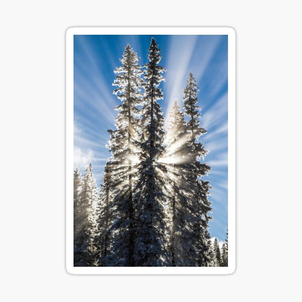 Winter Sunbeams Sticker