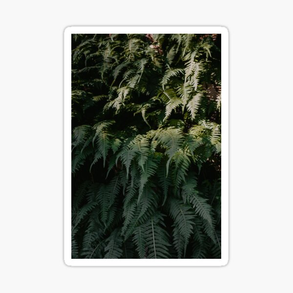 Forest Ferns Sticker