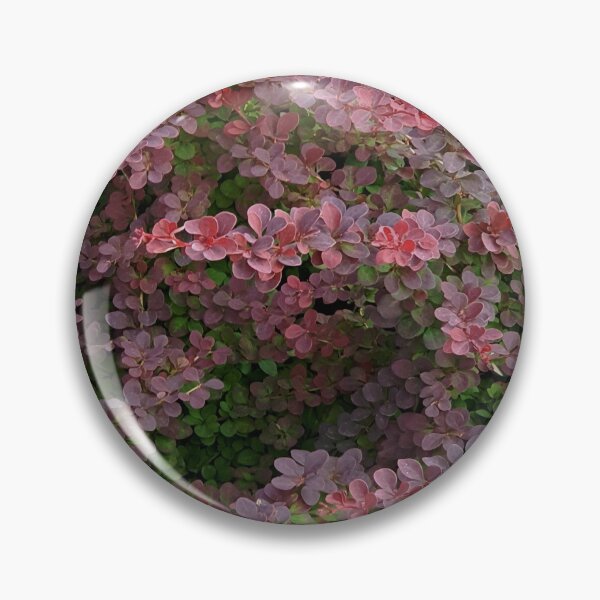 Artikelvorschau, Euonymus alatus Compactus entworfen und verkauft von Luci3120.