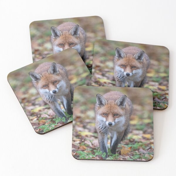 Item preview, Red Fox (Vulpes vulpes) designed and sold by Steve Liptrot Photography.