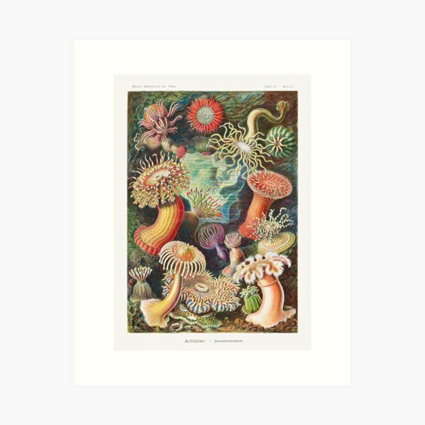 Item preview, Vintage Sea Anemone Poster designed and sold by redoARTstore.