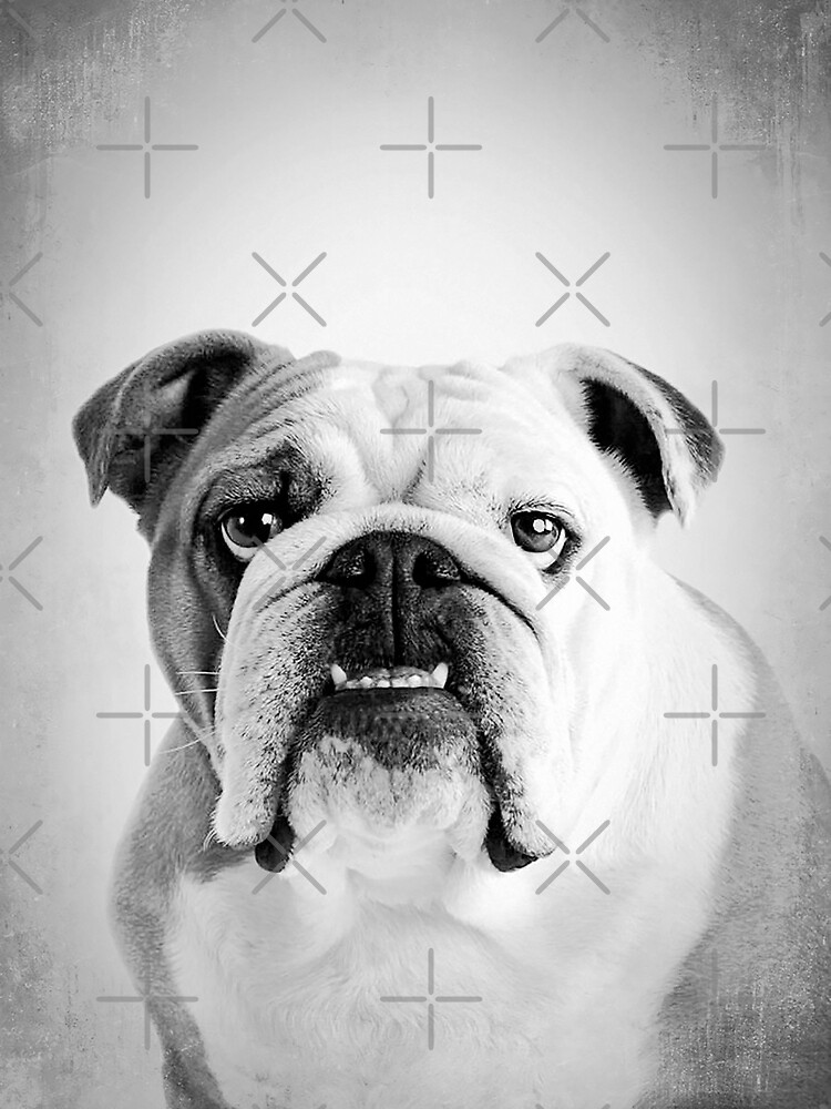 Poster avec l uvre Chien Bulldog Anglais BW Vintage D34