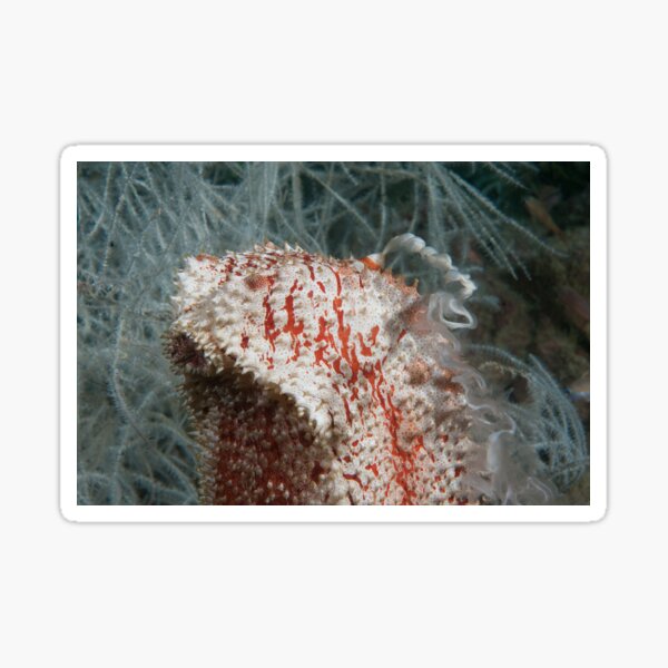 Spawning Sea Cucumber, Kapalai, Malaysia Sticker