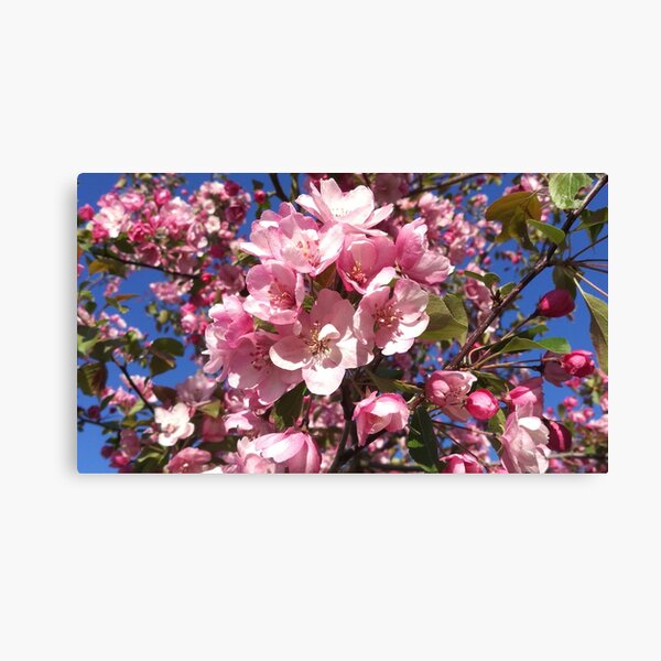 Item preview, Apple blossoms designed and sold by DeliriousSteve.