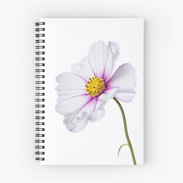 Item preview, Cosmea bipinnatus designed and sold by Creative by Design.