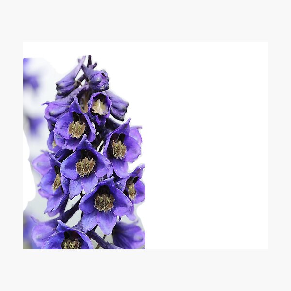 Delphinium Design Photographic Print