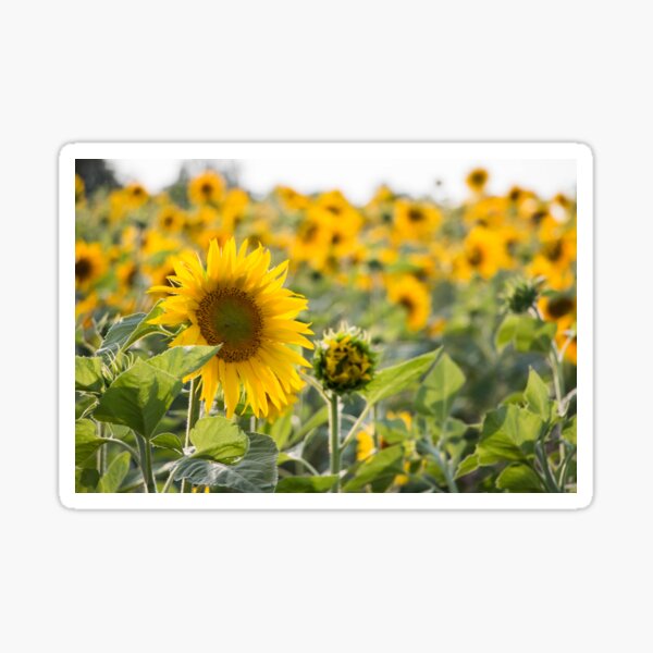 Nouveau design fait main pleine longueur Adulte Tablier-Coqs et tournesols